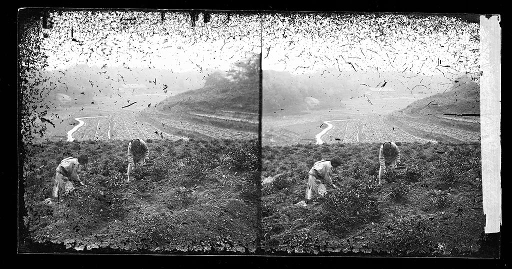 Tea pickers in Kwangtung province, China, 1867 - part of a history of tea

